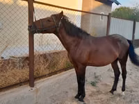 Hengst, Karachay horse — Foto 1