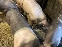 Cerdos (lote, sexo no especificado), Cerdos — foto 1