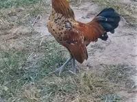 Dutch Bantam — photo 2