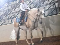 فرس, Palomino — الصورة 6