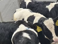 牛只（批次，未指定性别）, Cattle — 照片 3