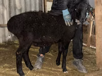 Ram, Sheep — photo 4