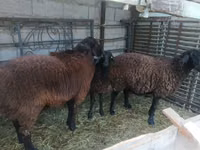 Ram, Sheep — photo 1