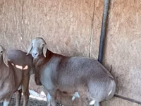 Widder, Arashan sheep — Foto 2