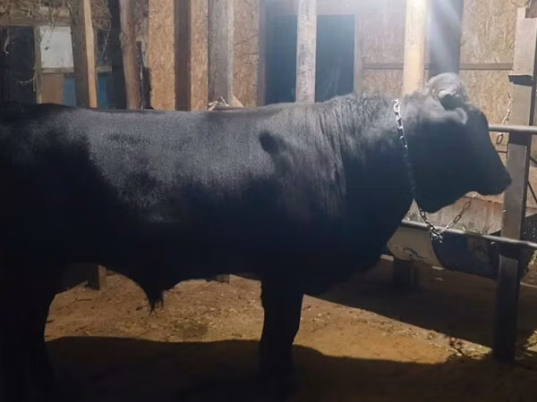 Bull, Swiss cattle