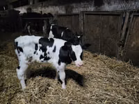 公牛, Russian Black pied cattle — 照片 1