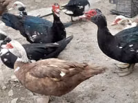 Ducks — الصورة 4