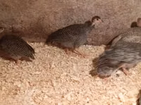 Guinea fowl — फ़ोटो 2