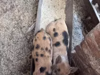 Säue, Schweine — Foto 3
