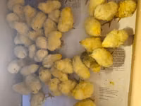 Chickens — الصورة 2