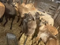 Widder, Cameroon sheep — Foto 7