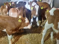 सांड, Simmental cattle — फ़ोटो 1