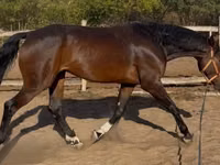 公马, Hanoverian — 照片 4