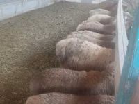 母羊, Sheep — 照片 5