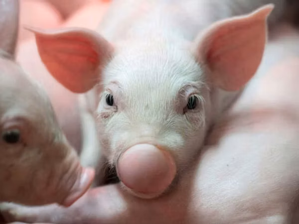 Schweine (Partie, Geschlecht nicht angegeben), 