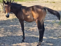 Pferde (Partie, Geschlecht nicht angegeben), Karachay horse — Foto 7