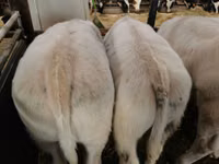 Rinder (Partie, Geschlecht nicht angegeben), Russian Black pied cattle — Foto 6