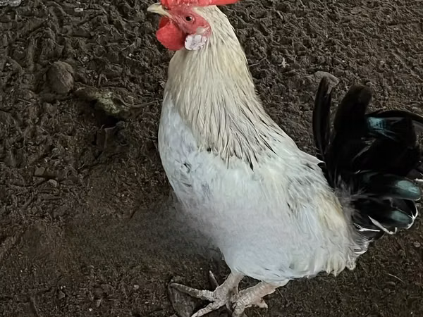 शामो चिकन्स