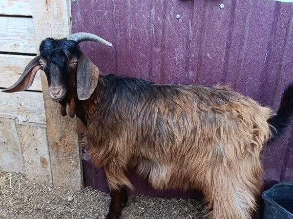Billy Goat, Goats