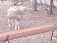 Carnero, Cerry Hill sheep — foto 3