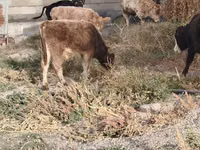 ثور, الماشية — الصورة 1