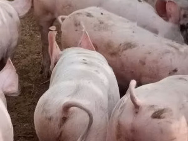 Свиноматка, Свиньи