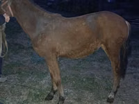 Yegua, Caballos — foto 1