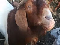 Cabras (lote, sexo no especificado), Boer goat — foto 6