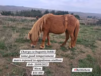 公马, Miniature horse — 照片 8