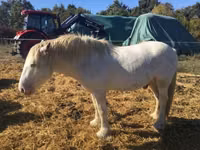 公马, Gypsy horse — 照片 5