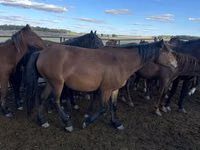 घोड़ी, Kazakh horse — फ़ोटो 3