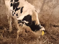 Bull, Simmental cattle — photo 3