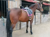 فرس, Hungarian horse breed — الصورة 3