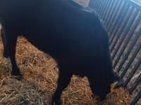 Cow, Limousin cow — photo 2