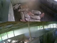 Cerdos (lote, sexo no especificado) — foto 3