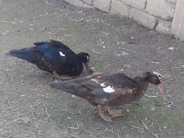 pato criollo doméstico