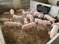 Schweine (Partie, Geschlecht nicht angegeben) — Foto 4
