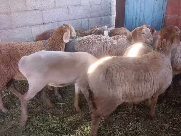 Oveja, Arashan sheep