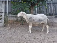 Sheep, Lacaune sheep — photo 2