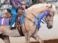 فرس, Palomino — الصورة 3