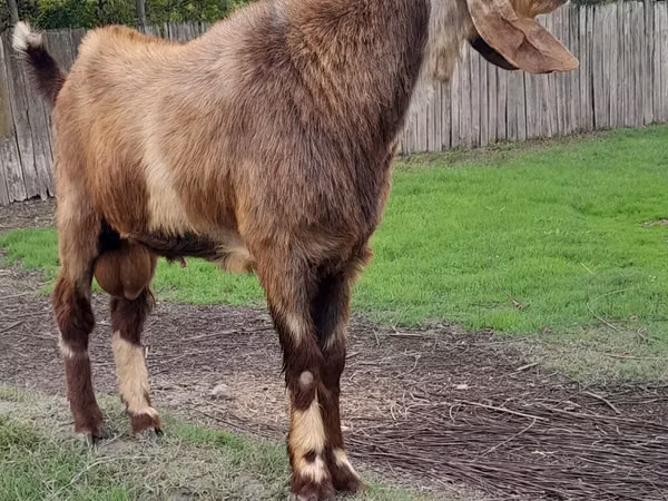 تيس, Nubian Goat
