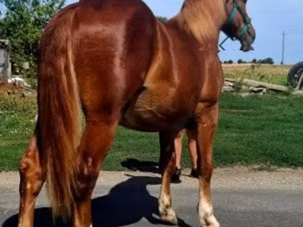 公马, Horses