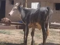 ثور, الماشية — الصورة 3