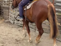 Horse (M), Russian Heavy Draft — photo 8