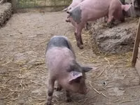 Schweine (Partie, Geschlecht nicht angegeben), Schweine — Foto 3