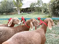 Oveja, Arashan sheep — foto 1