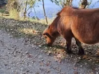 घोड़ा, घोड़े — फ़ोटो 6