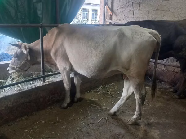 Cow, Cattle