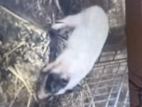 母猪 — 照片 3