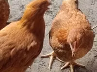 Chickens — Foto 1